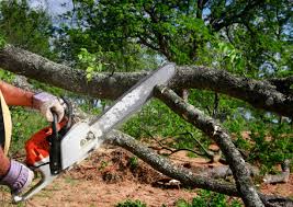 Best Arborist Consultation Services  in Riverside, CT