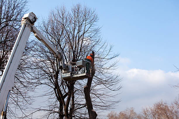 Best Palm Tree Trimming  in Riverside, CT